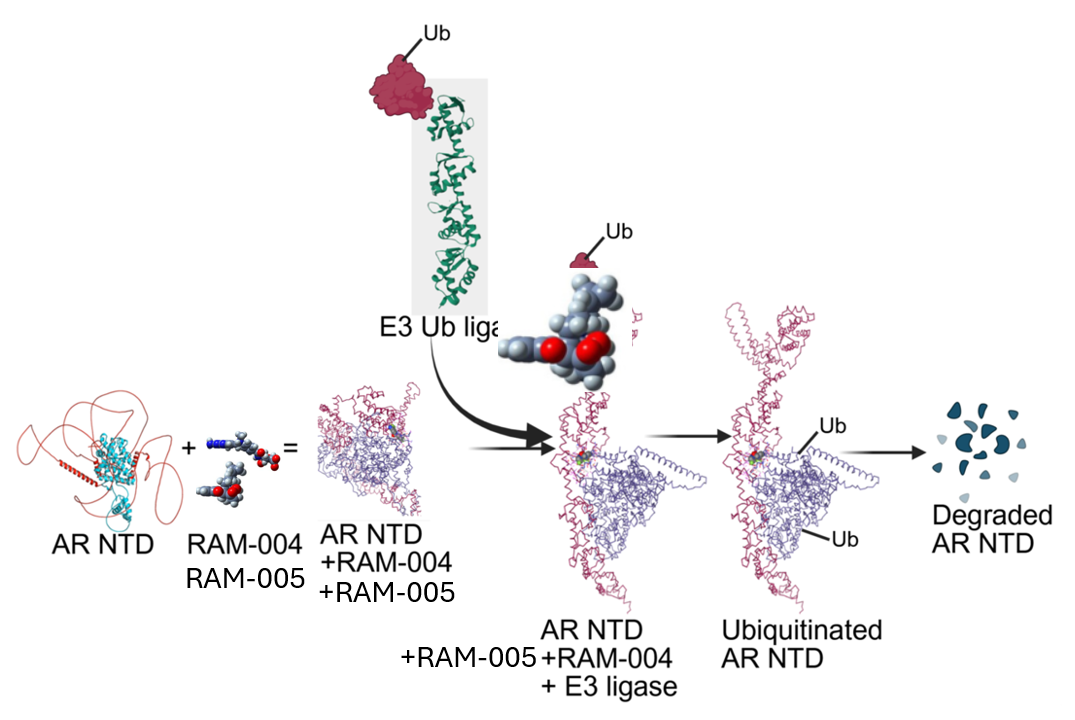 Mechanism of Action of RAM-004: AR NTD, RAM-004, E3 Ub ligase, Ubiquitinated AR NTD, Degraded AR NTD
